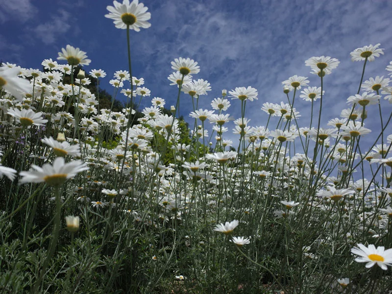 Photographs courtesy of Kincho/Dainihon Jochugiku Co., Ltd